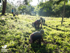 People plant seedlings in the corporate forest project in Nicaragua